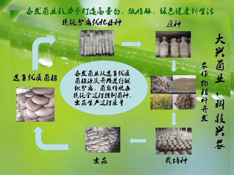 全过程的菌种生产