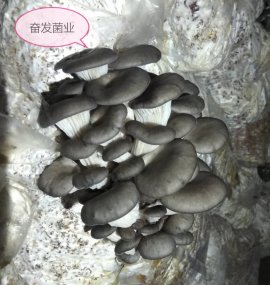 平菇菌种吃料慢不吃料是什么